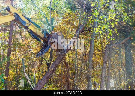 Der Bauunternehmer entwurzelt Bäume im Wald mit einem Traktor und bereitet Land für den Bau vor Stockfoto