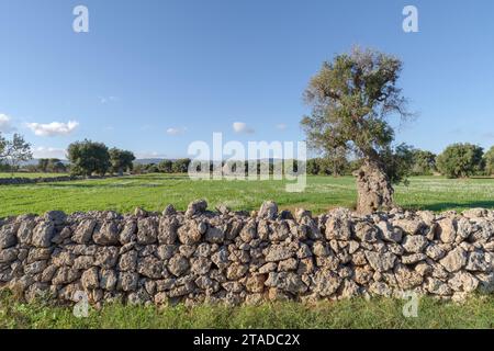 Alte knorrige Olivenbäume, Apulien, Italien Stockfoto