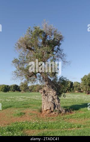 Alte knorrige Olivenbäume, Apulien, Italien Stockfoto