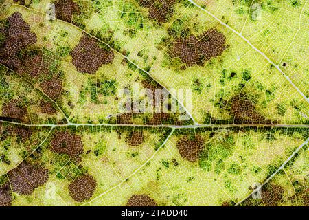 Nahaufnahme der Unterseite eines Weinbaublattes. Stockfoto