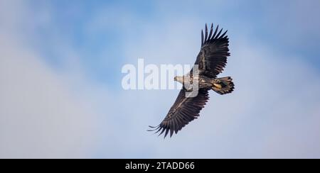 Erwachsener Seeadler im Flug, das beste Foto. Stockfoto