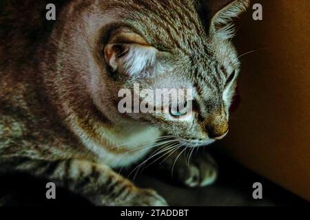 Blauäugige graue silberne Nahaufnahme Tabby Cat Stockfoto