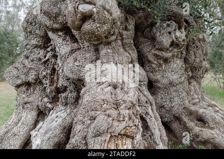 Nahaufnahme des Stammes eines alten Olivenbaums, geschätztes Alter von 3000 Jahren, Apulien, Salento, Italien Stockfoto