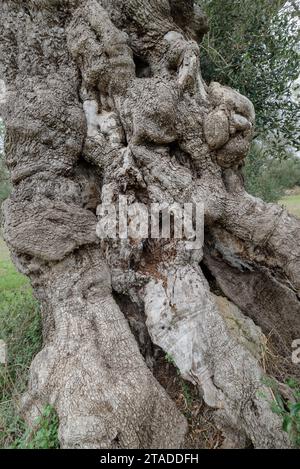 Nahaufnahme des Stammes eines alten Olivenbaums, geschätztes Alter von 3000 Jahren, Apulien, Salento, Italien Stockfoto