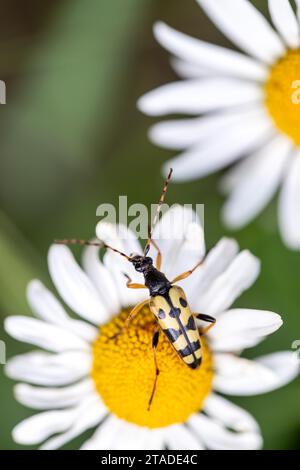 Geflecktes Langhorn (Rutpela maculata), Langhornkäfer auf der Suche nach einer Blume, Schwarzwald, Baden-Württemberg, Deutschland Stockfoto