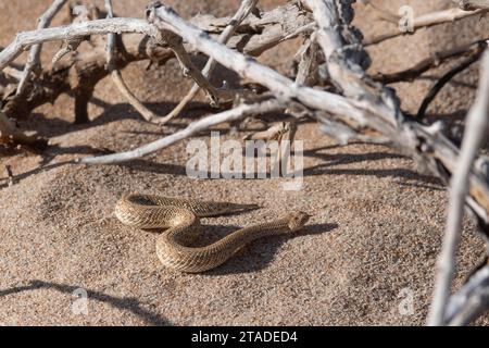 Zwergpuff-adder (Bitis peringueyi), Dorob-Nationalpark, Swakopmund, Namib-Wüste, Namibia Stockfoto