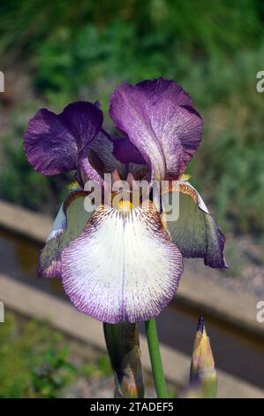 Single Tall Violet/White Bearded Iris 'Benton Lorna' Blume, die in den Grenzen von Bridgewater, Worsley, Salford, Greater Manchester, England, angebaut wird. UK Stockfoto