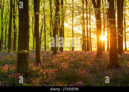 Am späten Abend sonnige in einem wunderschönen Blauglockenwald, West Woods, Wiltshire, England. Frühjahr (Mai) 2022. Stockfoto