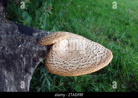 Der große Dryad's Saddle (Cerioporus squamosus) bedeckte Pilzpilz wächst auf einem toten Baum im Lake District National Park, Cumbria, England, Großbritannien. Stockfoto