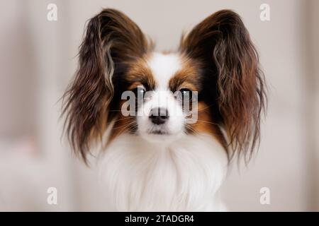 Nahporträt des lustigen Trikolore papillon Hundes Stockfoto