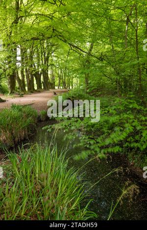 Frühlingswald im Golitha Falls National Nature Reserve in der Nähe von Liskeard, Cornwall, England. Frühjahr (Mai) 2022. Stockfoto