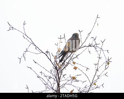 Falco Tinnunkulus, auch bekannt als gewöhnlicher Turmfalke, sitzt im Winter auf dem Baum. Sehr schöner bunter Raubvogel, ziemlich häufig in Tschechien. Stockfoto
