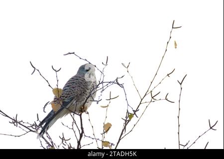 Falco Tinnunkulus, auch bekannt als gewöhnlicher Turmfalke, sitzt im Winter auf dem Baum. Sehr schöner bunter Raubvogel, ziemlich häufig in Tschechien. Stockfoto