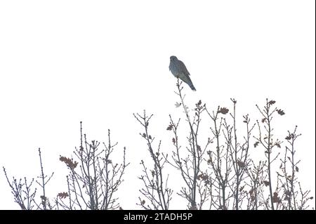 Falco Tinnunkulus, auch bekannt als gewöhnlicher Turmfalke, sitzt im Winter auf dem Baum. Sehr schöner bunter Raubvogel, ziemlich häufig in Tschechien. Stockfoto