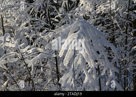 Stark schneebedeckte Baumzweige im Wald nach einem starken Schneefall im Leningrader Gebiet. Stockfoto