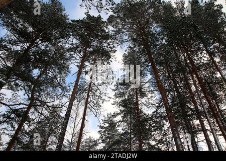 Stark schneebedeckte Baumzweige im Wald nach einem starken Schneefall im Leningrader Gebiet. Stockfoto