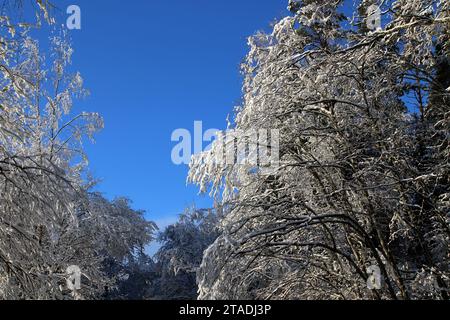 Stark schneebedeckte Baumzweige im Wald nach einem starken Schneefall im Leningrader Gebiet. Stockfoto