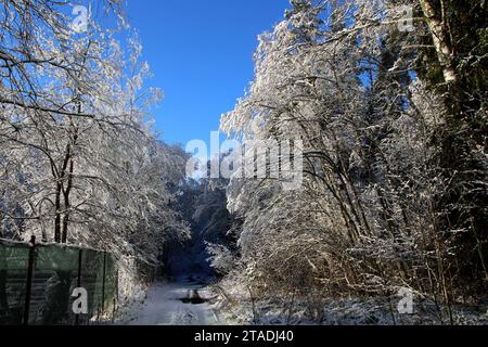 Stark schneebedeckte Baumzweige im Wald nach einem starken Schneefall im Leningrader Gebiet. Stockfoto