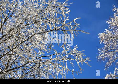 Stark schneebedeckte Baumzweige im Wald nach einem starken Schneefall im Leningrader Gebiet. Stockfoto
