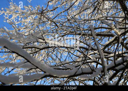 Stark schneebedeckte Baumzweige im Wald nach einem starken Schneefall im Leningrader Gebiet. Stockfoto