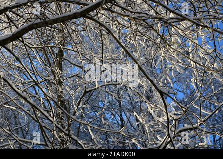 Stark schneebedeckte Baumzweige im Wald nach einem starken Schneefall im Leningrader Gebiet. (Foto: Maksim Konstantinov / SOPA Images/SIPA USA) Stockfoto