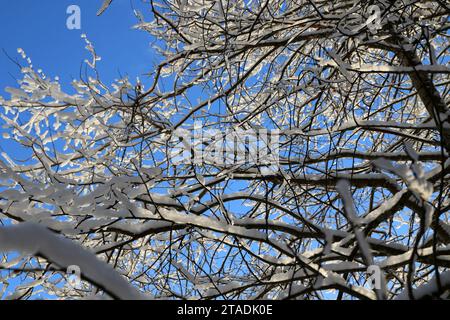 Stark schneebedeckte Baumzweige im Wald nach einem starken Schneefall im Leningrader Gebiet. (Foto: Maksim Konstantinov / SOPA Images/SIPA USA) Stockfoto