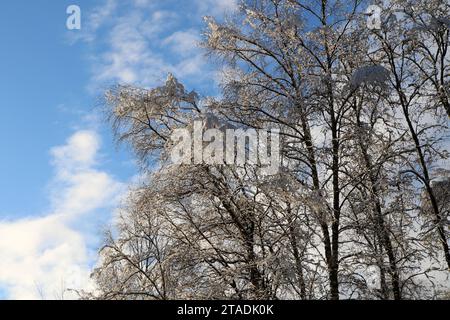 Stark schneebedeckte Baumzweige im Wald nach einem starken Schneefall im Leningrader Gebiet. (Foto: Maksim Konstantinov / SOPA Images/SIPA USA) Stockfoto