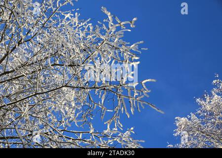 Stark schneebedeckte Baumzweige im Wald nach einem starken Schneefall im Leningrader Gebiet. (Foto: Maksim Konstantinov / SOPA Images/SIPA USA) Stockfoto