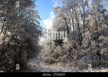 Stark schneebedeckte Baumzweige im Wald nach einem starken Schneefall im Leningrader Gebiet. (Foto: Maksim Konstantinov / SOPA Images/SIPA USA) Stockfoto