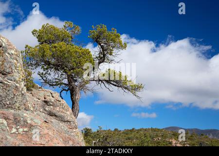 Kiefer entlang Echo Canyon Loop Trail, Chiricahua Nationalmonument, Arizona Stockfoto