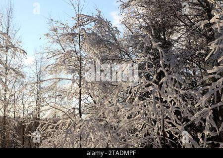 19. November 2023, Leningrad, Russland: Nach einem starken Schneefall in der Leningrader Region mit starken Schneeschuhen im Wald. (Credit Image: © Maksim Konstantinov/SOPA Images via ZUMA Press Wire) NUR REDAKTIONELLE VERWENDUNG! Nicht für kommerzielle ZWECKE! Stockfoto