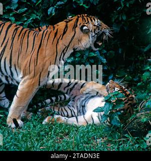 Königstiger oder Bengaltiger, Panthera tigris tigris, beim Paarungsspiel im Dschungel Suedostasiens Königstiger-Paar *** Königstiger oder Bengaltiger, Panthera tigris tigris, Paarung im Dschungel Südostasiens Königstiger-Paar *** Königstiger-Paar Stockfoto