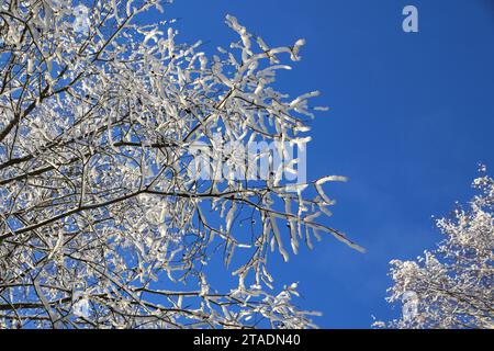 Leningrad, Russland. November 2023. Stark schneebedeckte Baumzweige im Wald nach einem starken Schneefall im Leningrader Gebiet. (Credit Image: © Maksim Konstantinov/SOPA Images via ZUMA Press Wire) NUR REDAKTIONELLE VERWENDUNG! Nicht für kommerzielle ZWECKE! Stockfoto