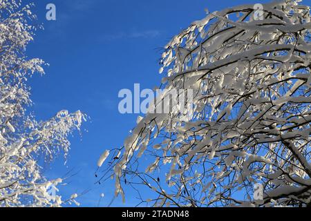 Leningrad, Russland. November 2023. Stark schneebedeckte Baumzweige im Wald nach einem starken Schneefall im Leningrader Gebiet. (Credit Image: © Maksim Konstantinov/SOPA Images via ZUMA Press Wire) NUR REDAKTIONELLE VERWENDUNG! Nicht für kommerzielle ZWECKE! Stockfoto