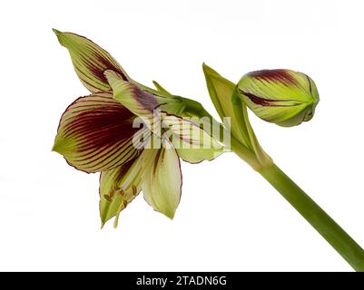 Exotisch rot gestreifte grünlich weiße Blüten des zarten Schmetterlings amaryllis, Hippeastrum papilio, auf weißem Hintergrund Stockfoto