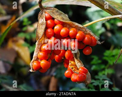 Herbstsonde bis Winter: Rote Beeren der gelb stinkenden Iris, Iris foetidissima var citrina, in der Samenkapsel Stockfoto