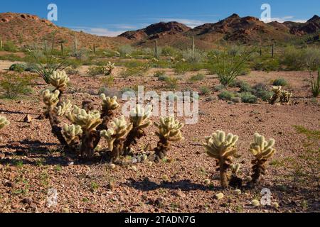 Cholla Cactus, Kofa National Wildlife Refuge, Arizona Stockfoto