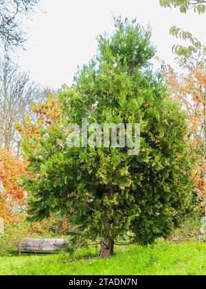 Der junge Baum der kalifornischen Räucherzeder Calocedrus decurrens 'Pillar' in einem britischen Garten Stockfoto
