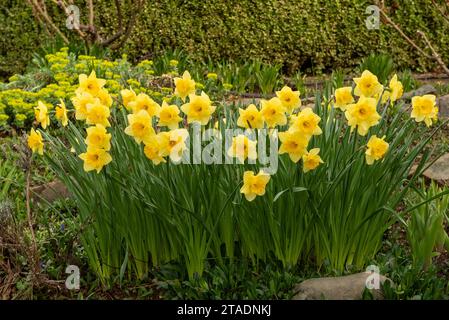 Narzissen wachsen in einem Garten mit Kopierraum, gelbe Blüten, Narzissen, die ersten blühen im Frühjahr Stockfoto