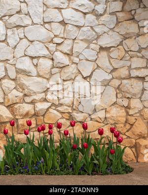 Ein Haufen roter Tulpen, die in einem Garten vor einer Ziegelwand wachsen Stockfoto