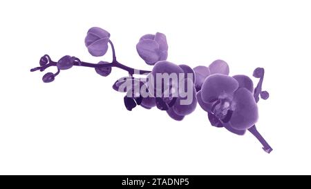 Orchideenblumenzweig mit Knospen und Blumen Vektor-Illustration isoliert auf weiß, für tropisches Design, romantische Hochzeitseinladung, Hintergrund oder f Stock Vektor