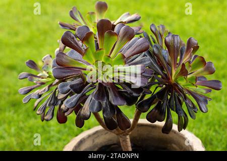 Nahaufnahme eines dunklen Aeoniums mit grünem Zentrum, das in einem Gartentopf gepflanzt ist. Ein Sukkulent Baum Hausleek, der in Großbritannien wächst Stockfoto