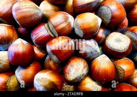 Eine große Menge frisch geernteter bunter Haselnüsse liegt in einer Box, Nahaufnahme Bild Stockfoto