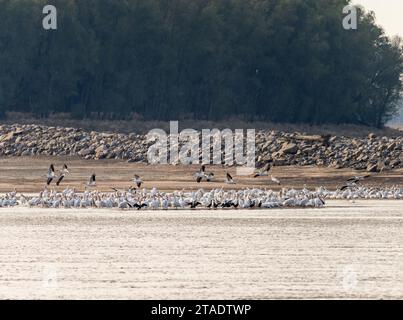 Große Gruppe von amerikanischen weißen Pelikanen am Rande der Sandbank aufgrund des niedrigen Wasserspiegels am Mississippi River im Jahr 2023 in der Nähe von Greenville, MS Stockfoto