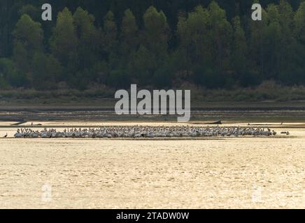 Große Gruppe von amerikanischen weißen Pelikanen am Rande der Sandbank aufgrund des niedrigen Wasserspiegels am Mississippi River im Jahr 2023 in der Nähe von Greenville, MS Stockfoto