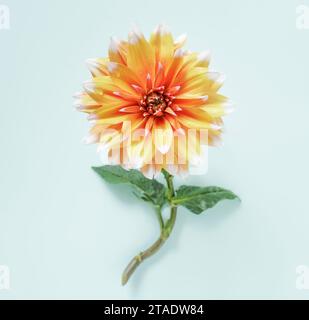 Einzelne orange weiße zweifarbige Dahlia auf glattem Hintergrund Stockfoto