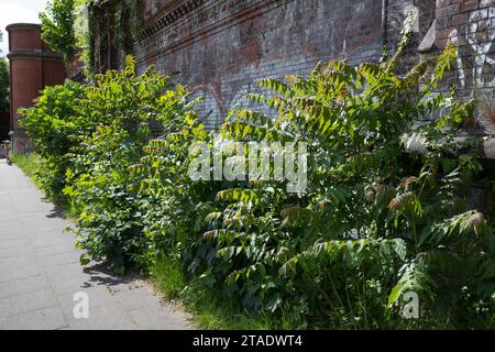 Götterbaum, chinesische Götterbaum, GГ¶tterbaum Altissima, GГ¶tterbaum Glandulosa, Baum des Himmels, GГ¶tterbaum, Chouchun, L'Ailante Glanduleux, Ailante, Fa Stockfoto