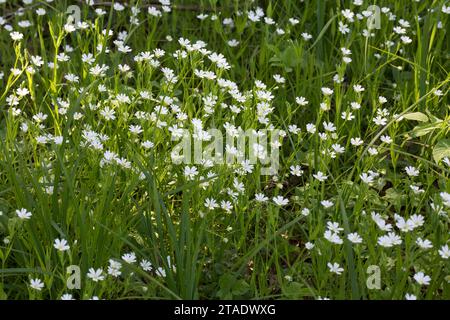 Große Sternmiere, große Sternmiere, echte Sternmiere, Großblütige Sternmiere, Sternmiere, Stern-miere, Stellaria holostea, Rabelera holostea, Stitchw Stockfoto