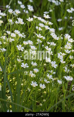 Große Sternmiere, große Sternmiere, echte Sternmiere, Großblütige Sternmiere, Sternmiere, Stern-miere, Stellaria holostea, Rabelera holostea, Stitchw Stockfoto