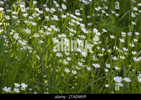 Große Sternmiere, große Sternmiere, echte Sternmiere, Großblütige Sternmiere, Sternmiere, Stern-miere, Stellaria holostea, Rabelera holostea, Stitchw Stockfoto